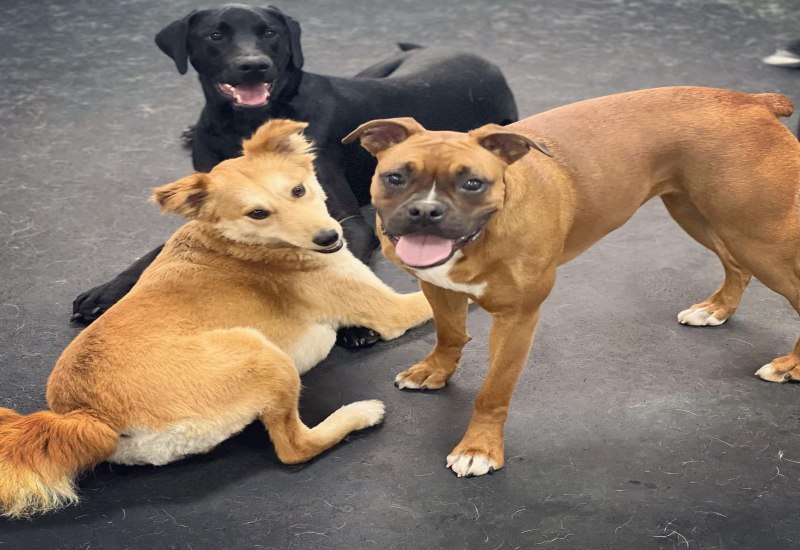 "A group of dogs in a day care in Plano & Garland, TX
"
