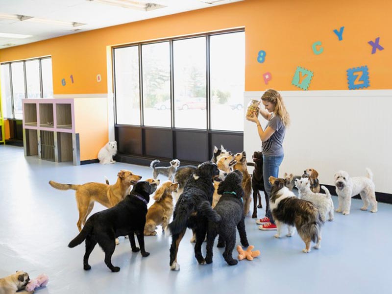 Dog building confidence and overcoming fears at K-9 University in Plano & Garland, TX.  