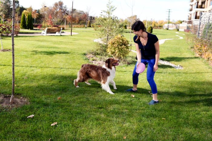 Dog building confidence and overcoming fears at K-9 University in Plano & Garland, TX.  