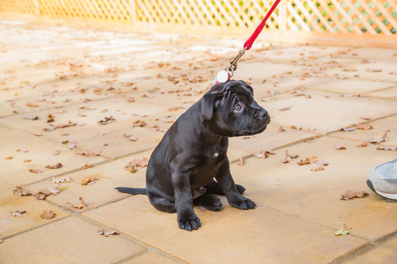 Dog building confidence and overcoming fears at K-9 University in Plano & Garland, TX.  