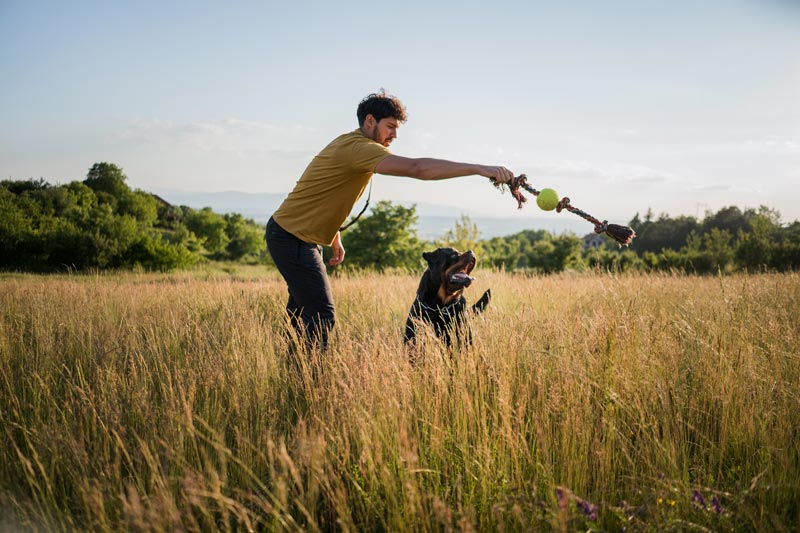 Dog building confidence and overcoming fears at K-9 University in Plano & Garland, TX.  
