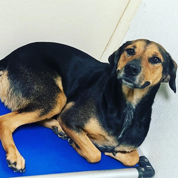 Calm dog receiving anxiety training with a compassionate trainer in Plano & Garland, TX