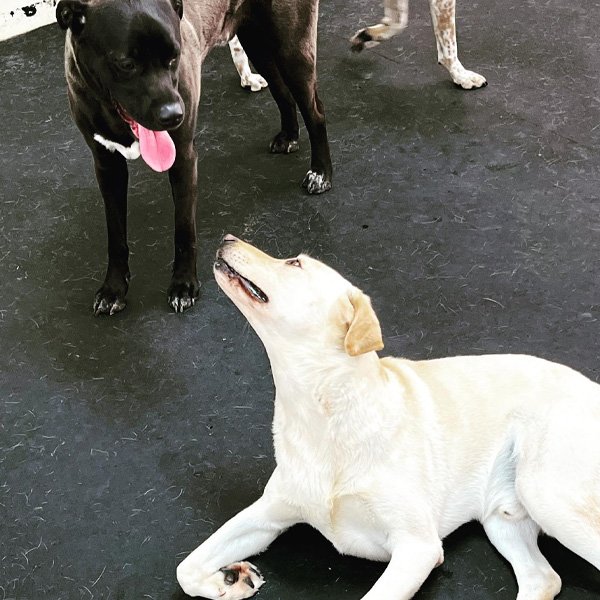 Experienced trainer helping a dog with aggression training in Plano & Garland, TX