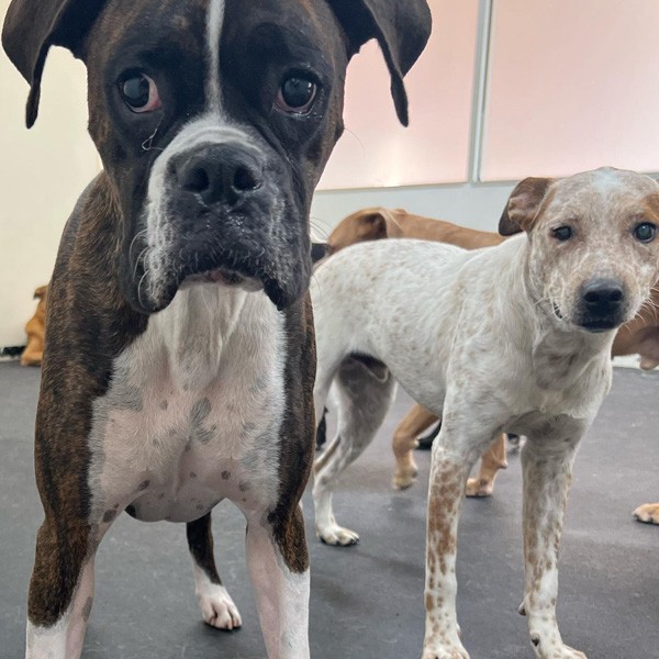 Dog and trainer working together on anxiety management techniques in Plano & Garland, TX