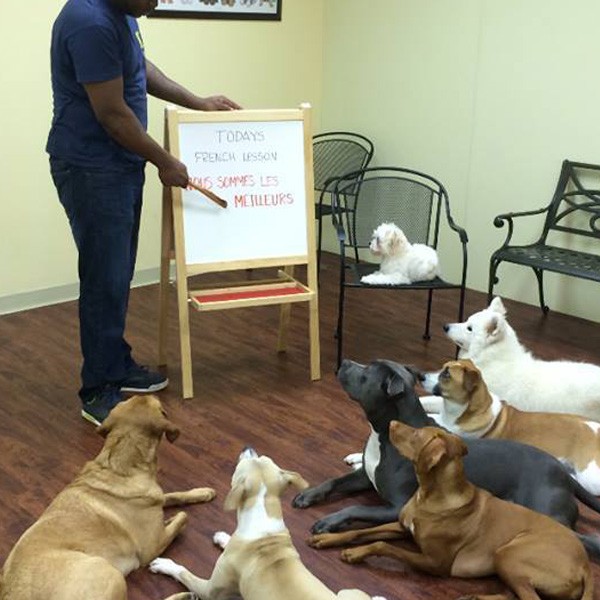 Comfortable indoor dog boarding area in Plano & Garland, TX