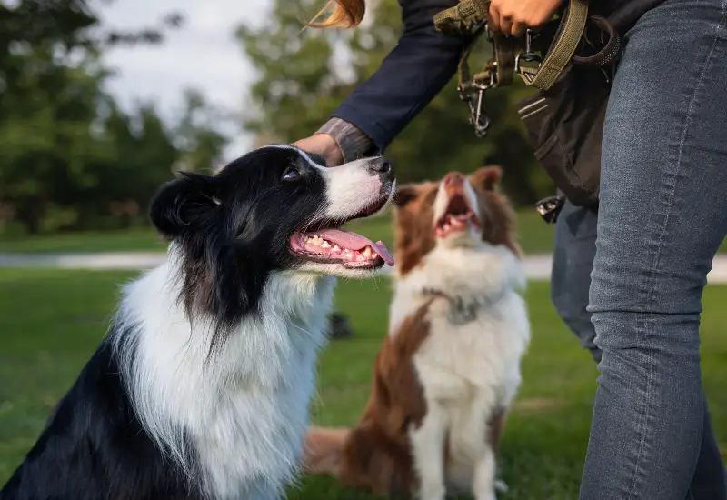 Dog building confidence and overcoming fears at K-9 University in Plano & Garland, TX.  