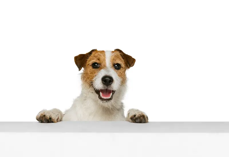 Dog building confidence and overcoming fears at K-9 University in Plano & Garland, TX.  