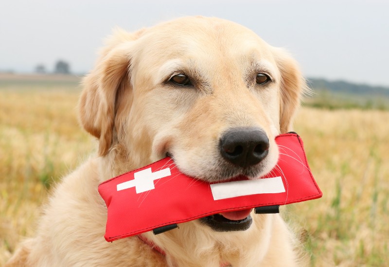 Pet First Aid Kit Essentials in Plano and Garland, TX