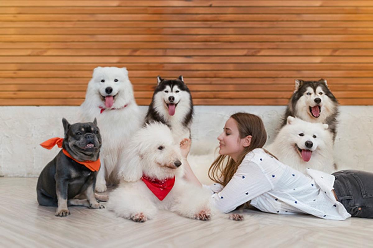 Dog building confidence and overcoming fears at K-9 University in Plano & Garland, TX.  
