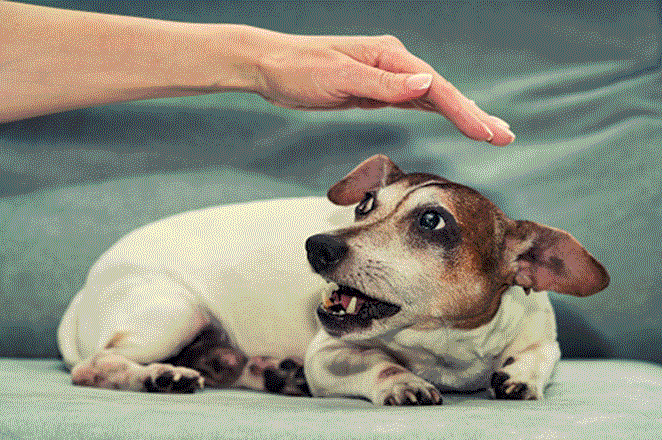 Dog building confidence and overcoming fears at K-9 University in Plano & Garland, TX.
