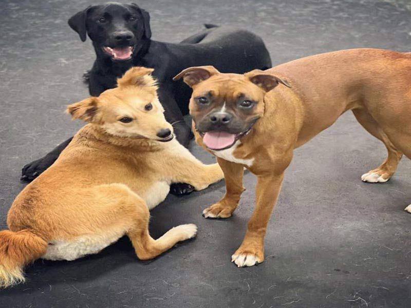 Dog building confidence and overcoming fears at K-9 University in Plano & Garland, TX.  