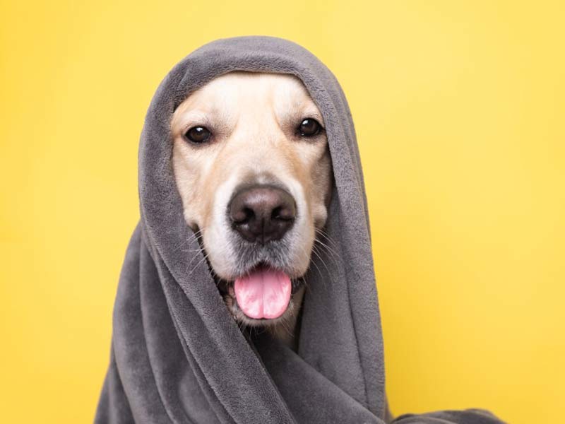 Dog building confidence and overcoming fears at K-9 University in Plano & Garland, TX.  