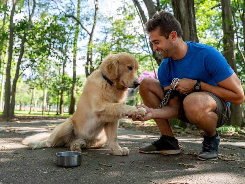 Dog building confidence and overcoming fears at K-9 University in Plano & Garland, TX.  