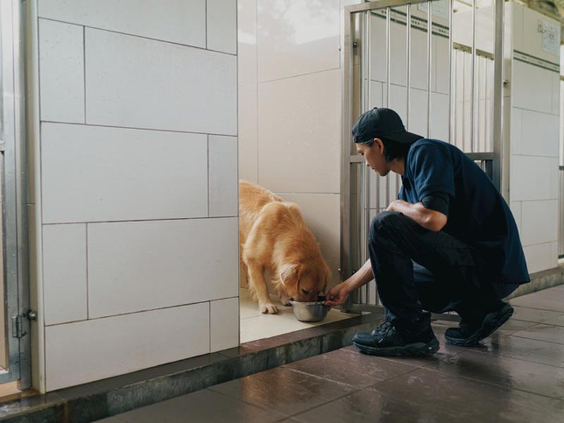 Dog building confidence and overcoming fears at K-9 University in Plano & Garland, TX.  