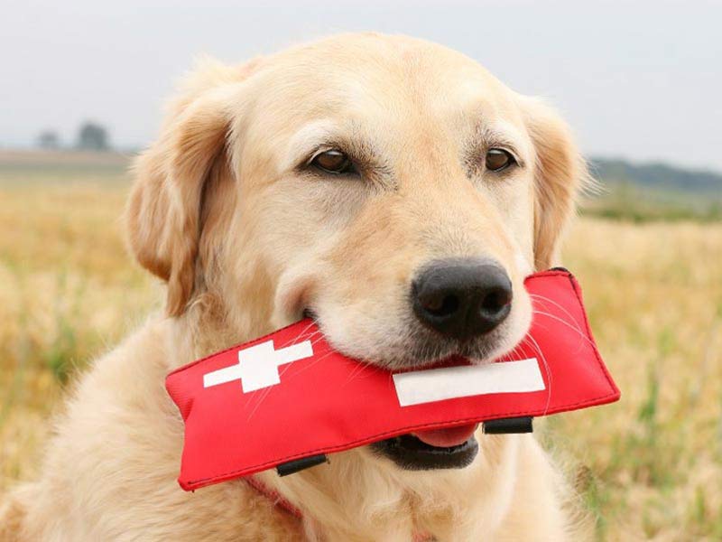 Dog building confidence and overcoming fears at K-9 University in Plano & Garland, TX.  