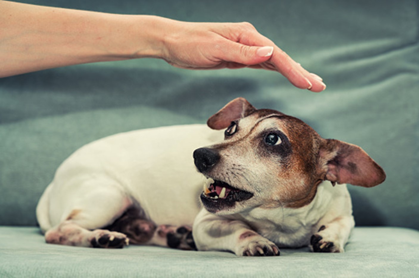 Dog building confidence and overcoming fears at K-9 University in Plano & Garland, TX.  