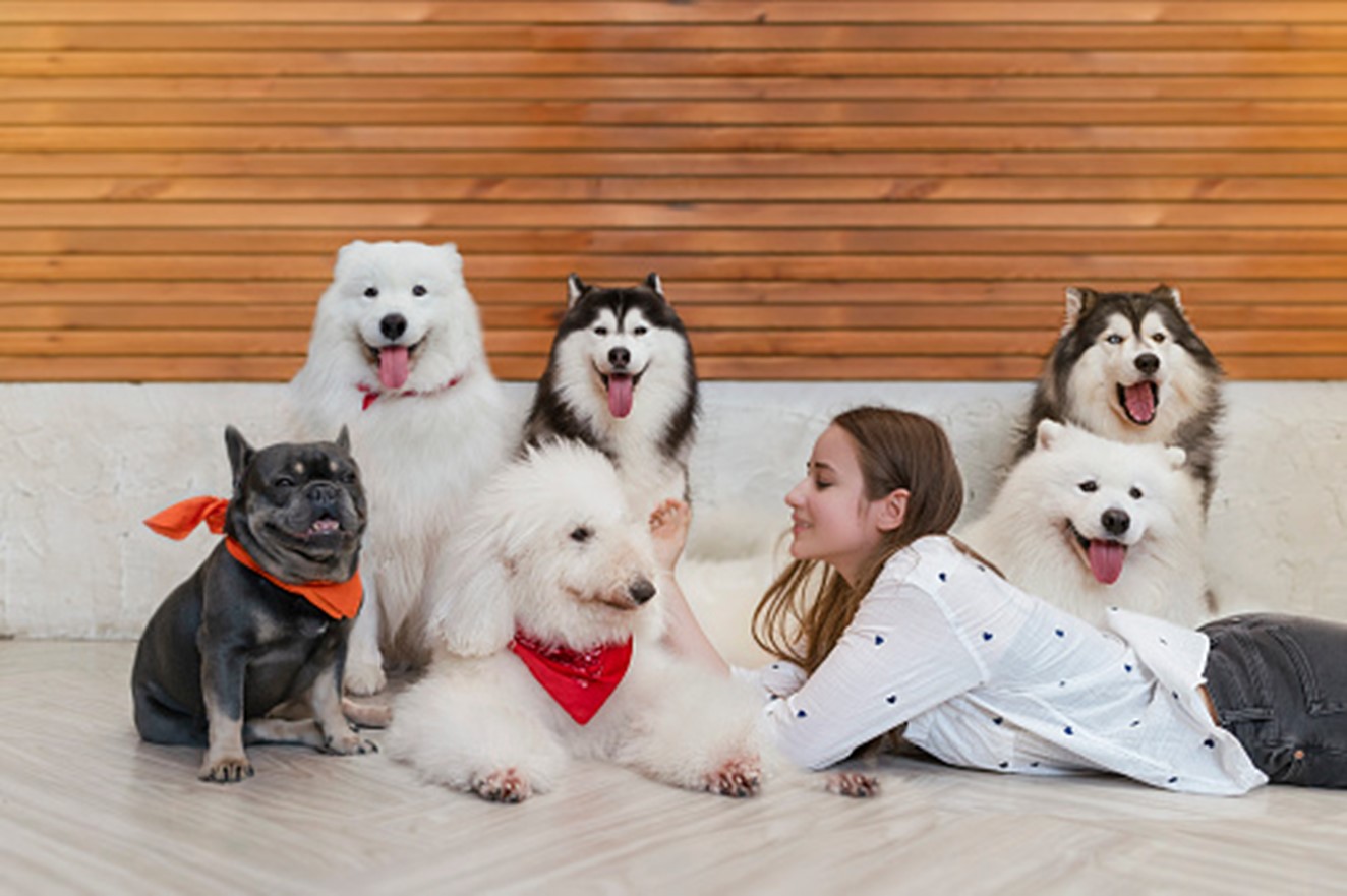 Dog building confidence and overcoming fears at K-9 University in Plano & Garland, TX.  