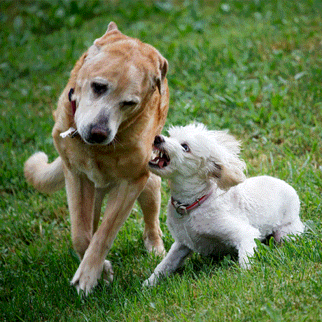 Dog aggression training at K-9 University in Plano & Garland, TX.