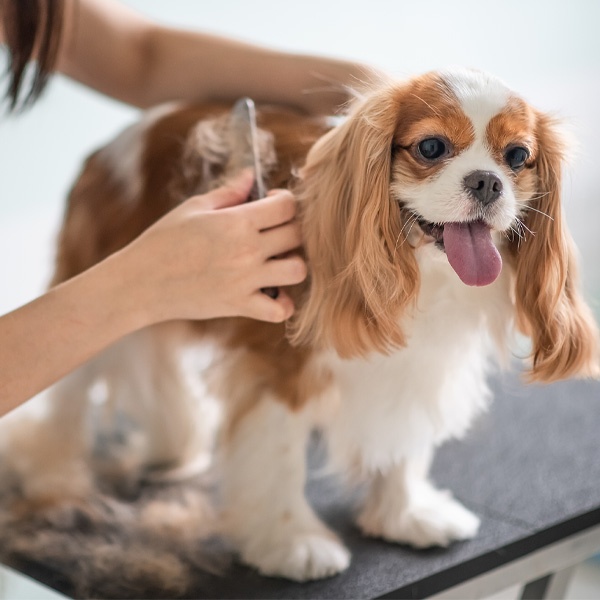 Dog receiving professional grooming services at K-9 University in Plano and Garland, TX