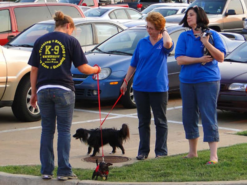 Rescue event at K-9 University in Plano and Garland, TX, with happy dogs and volunteers