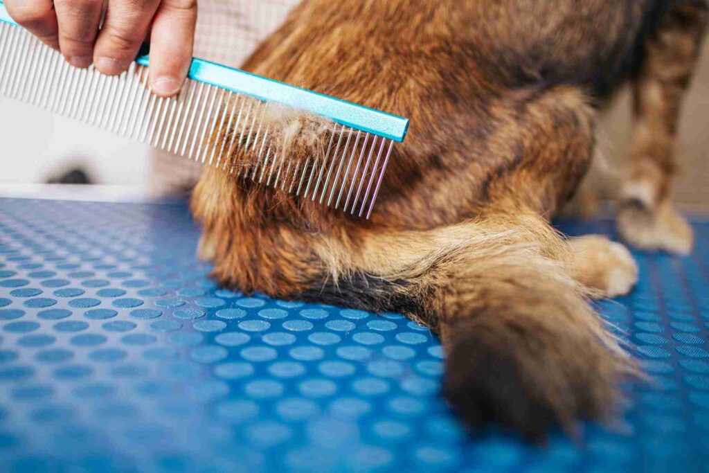 A Professional Groomer Removing Mats Gently & Safely
