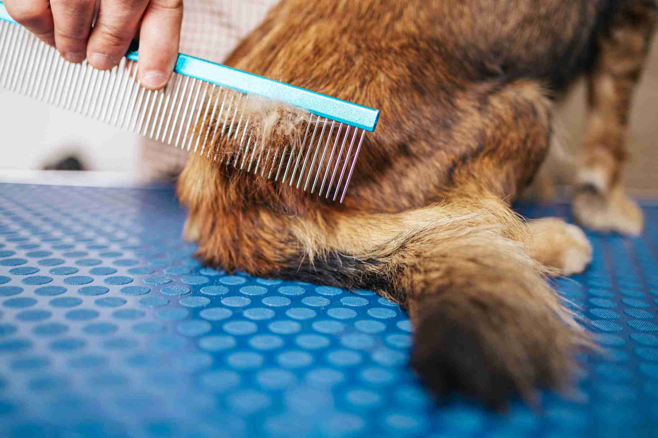 Featured image for “Why Is Matting Important for Dogs?”