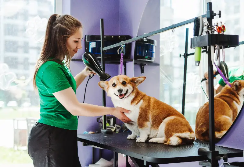 Dog building confidence and overcoming fears at K-9 University in Plano & Garland, TX.  