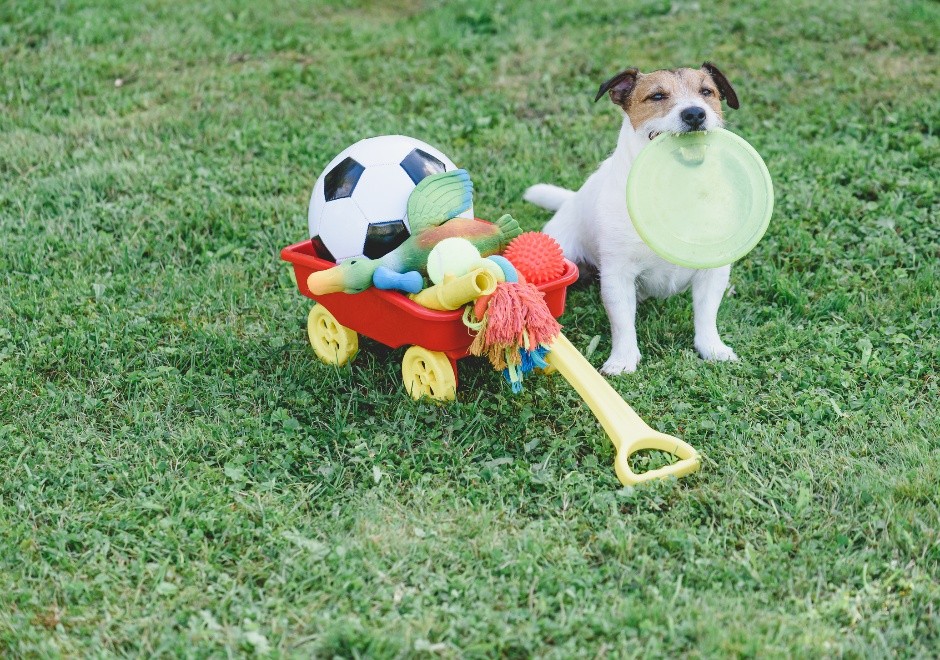 Dog Enrichment