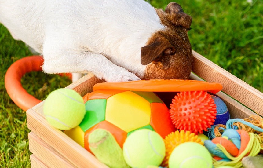 Dog Enrichment Ideas