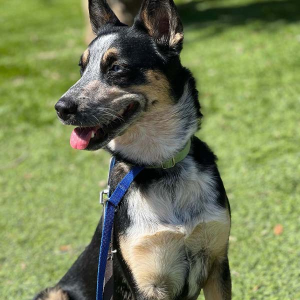 Dog sitting in grass with blue leash at K-9 University near Richardson, TX