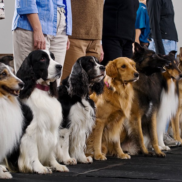 Dogs sitting in line for training at K-9 University near Richardson, TX
