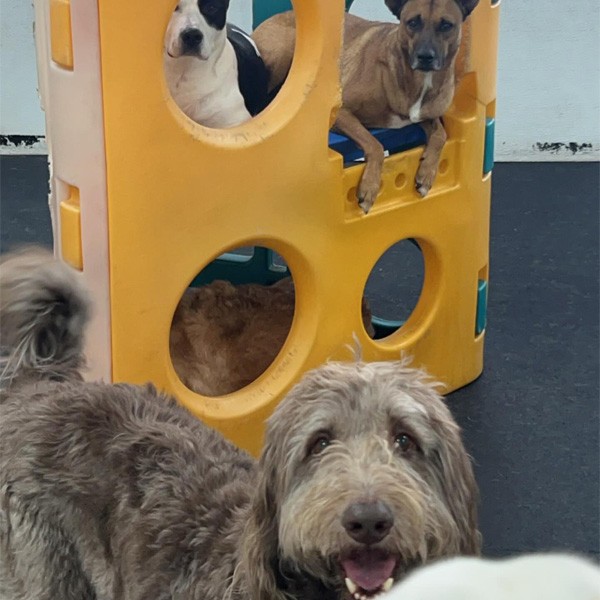 Group of dogs sitting on play equipment at K-9 University near Richardson, TX