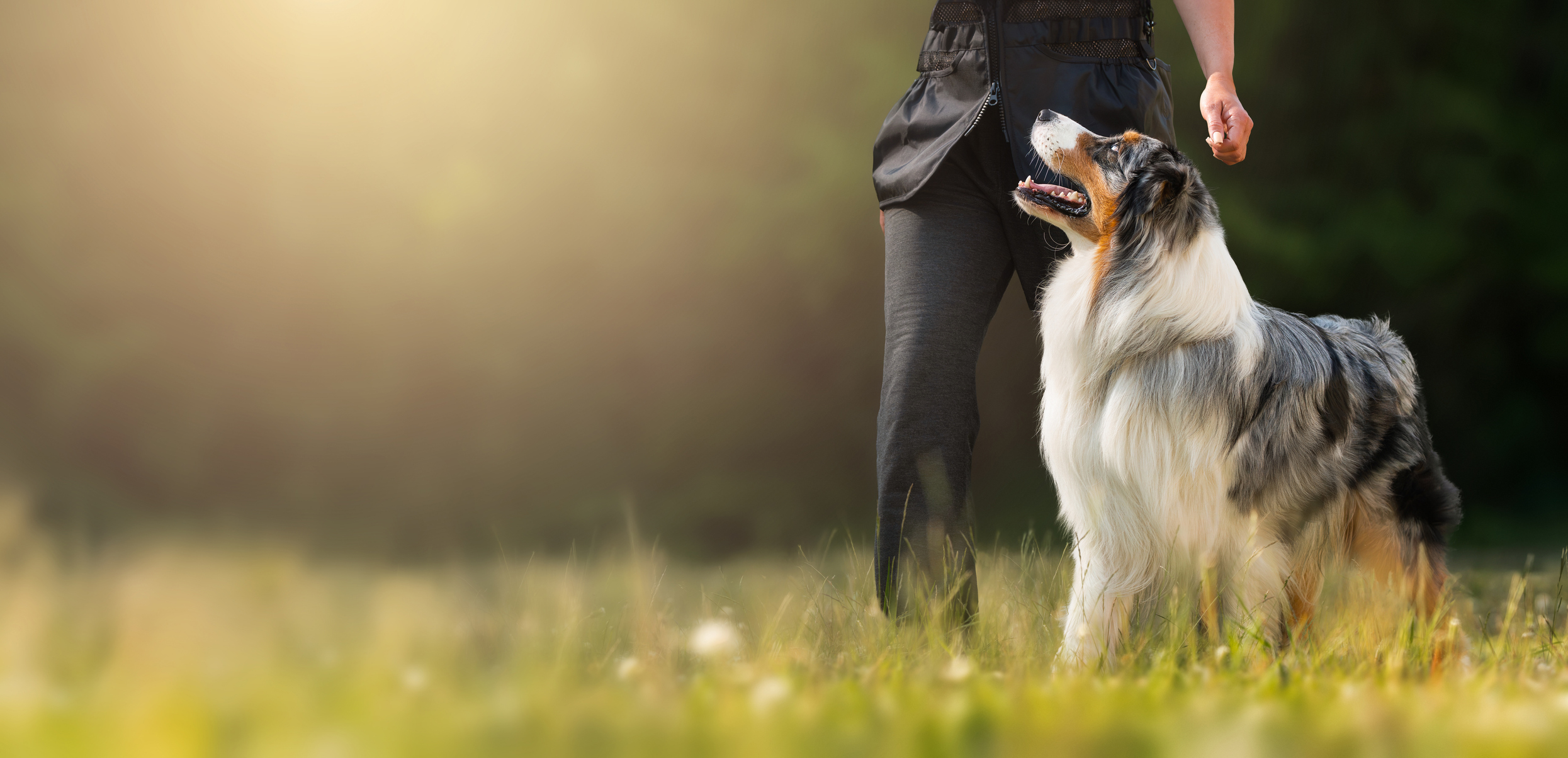 Featured image for “How to Choose the Best Dog Training Program in Plano, TX, for Your Dog’s Behavior Goals”